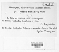 Puccinia porri image